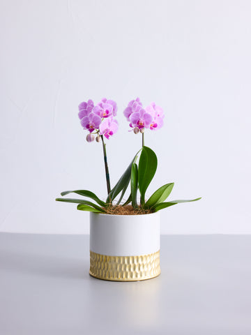 胡蝶蘭ミディ2本立 ピンク