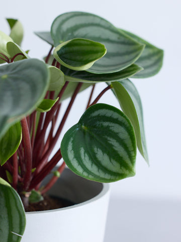 ペペロミア・サンデルシー(スイカペペロミア) Table-M