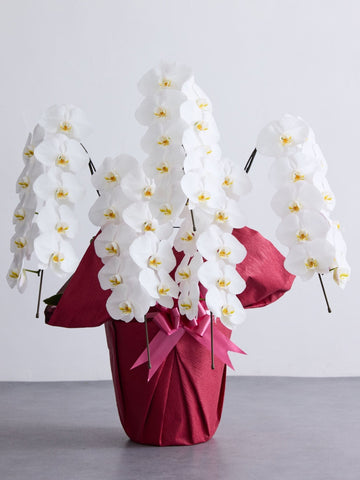 胡蝶蘭 5本立 50輪以上 -red-