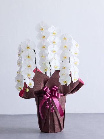 胡蝶蘭 3本立 33輪以上 -brown-