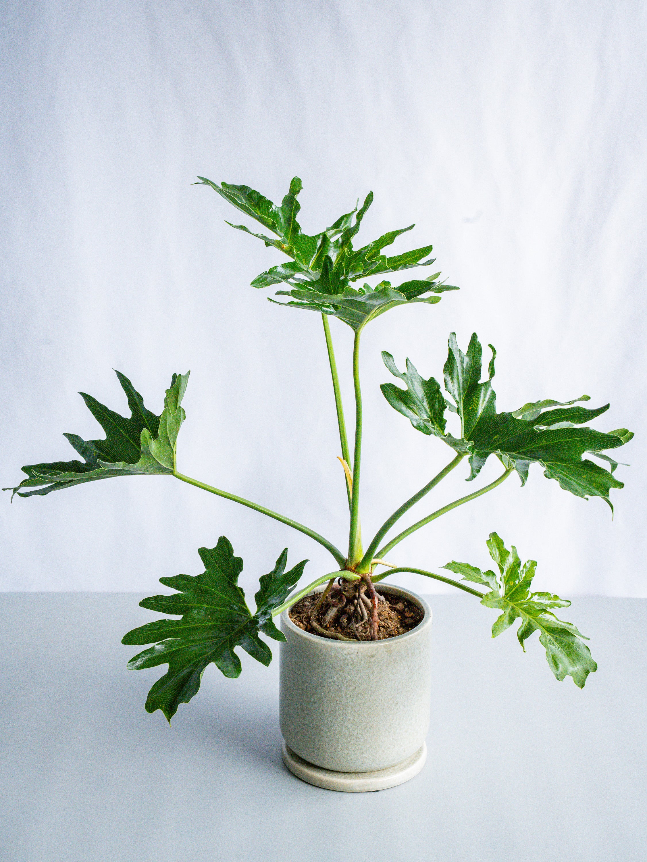 【一点もの】セローム根上り S #3