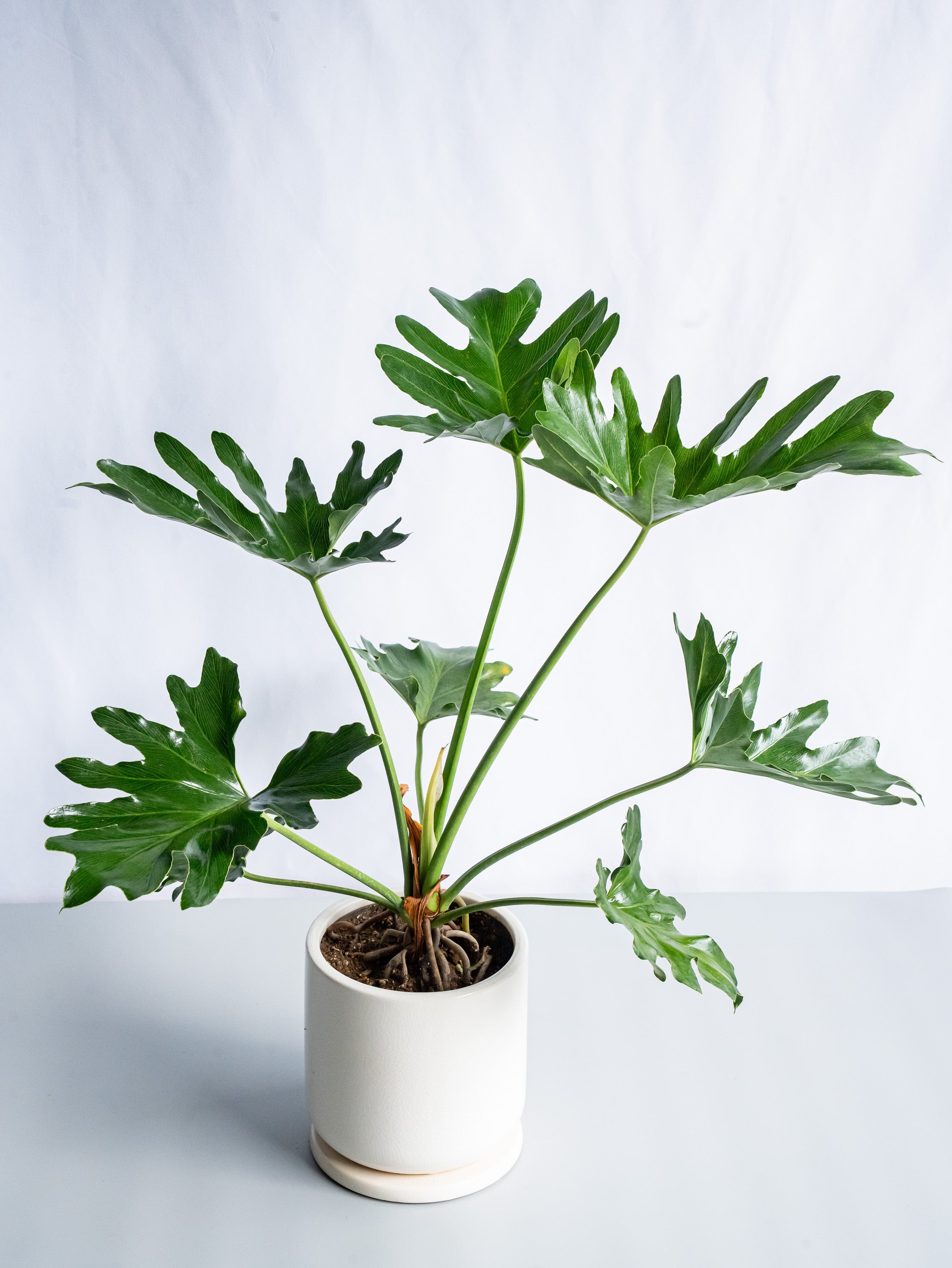 【一点もの】セローム根上り S #4