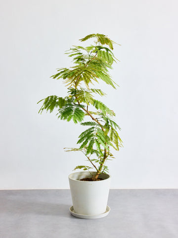 エバーフレッシュ まがり L