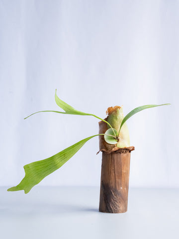 【一点もの】ビカクシダ・ネザーランズ ウッド #3