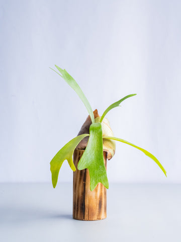 【一点もの】ビカクシダ・ネザーランズ ウッド #4