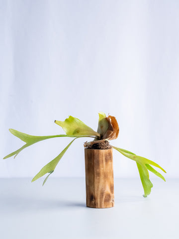 【一点もの】ビカクシダ・ネザーランズ ウッド #6