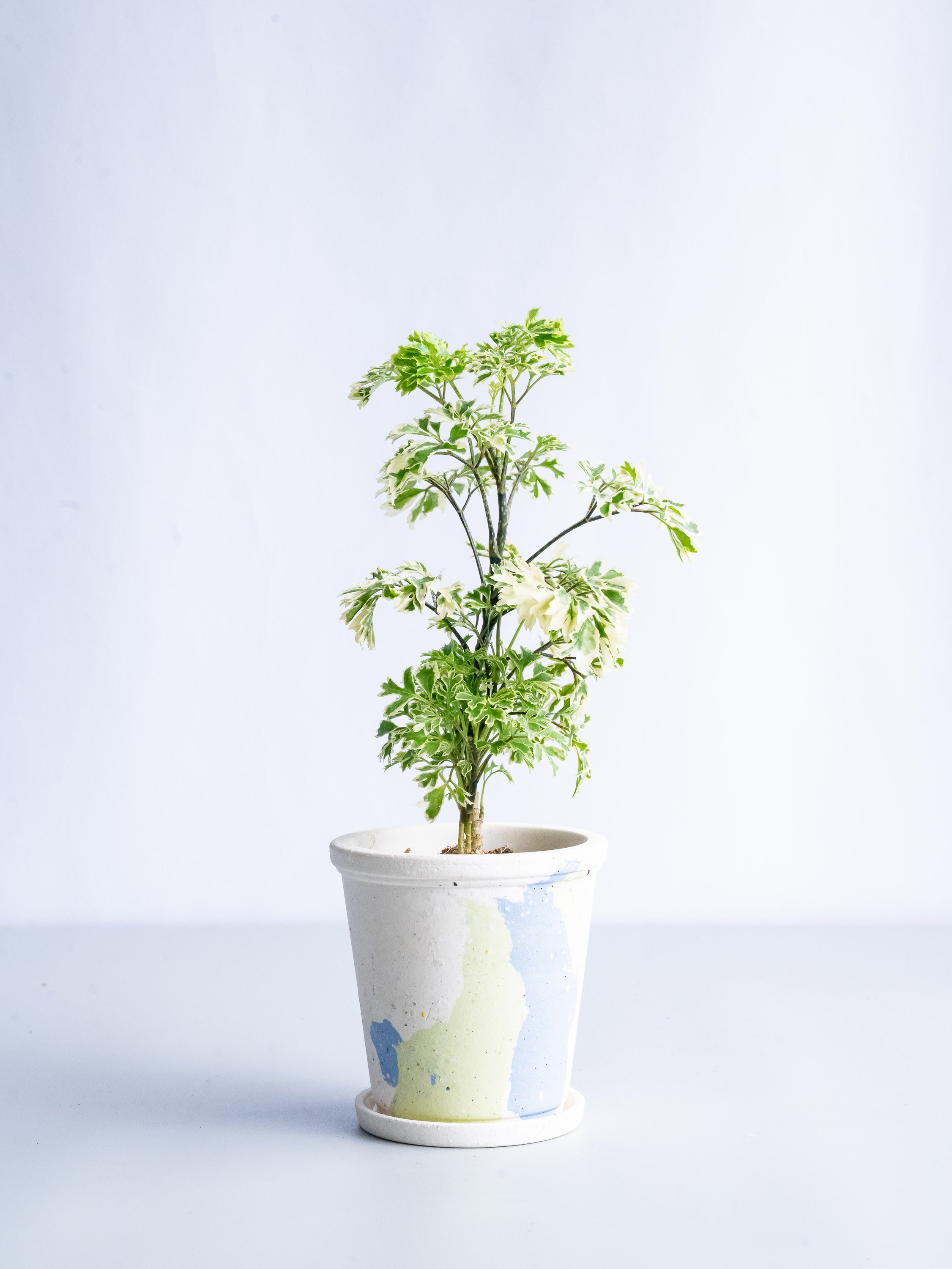 【一点もの】ポリシャス 斑入り Table-S #12