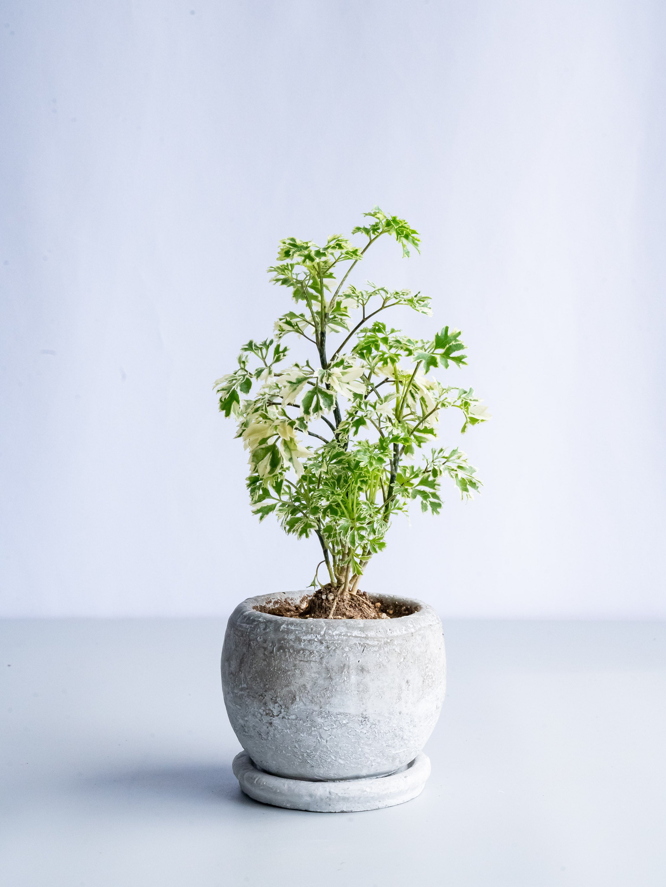 【一点もの】ポリシャス 斑入り Table-S #14