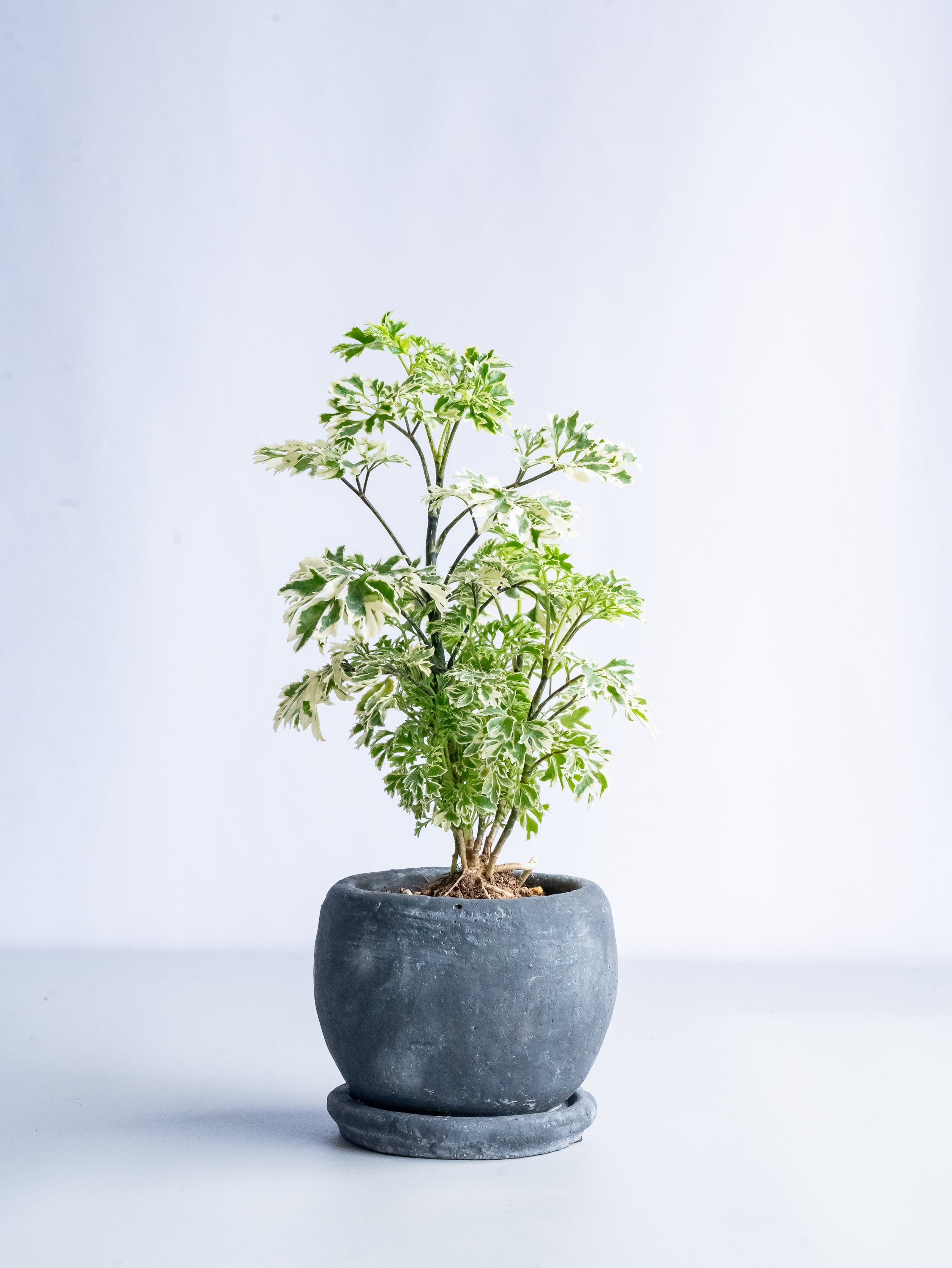 【一点もの】ポリシャス 斑入り Table-S #15