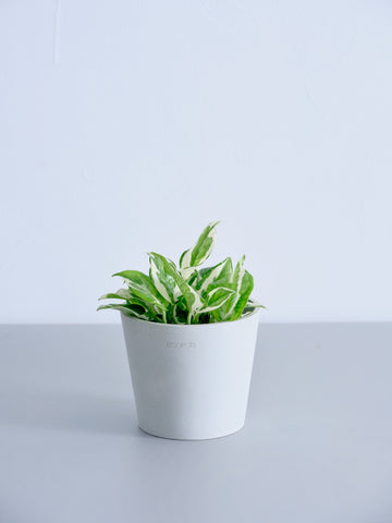 ポトスエンジョイ Table-M