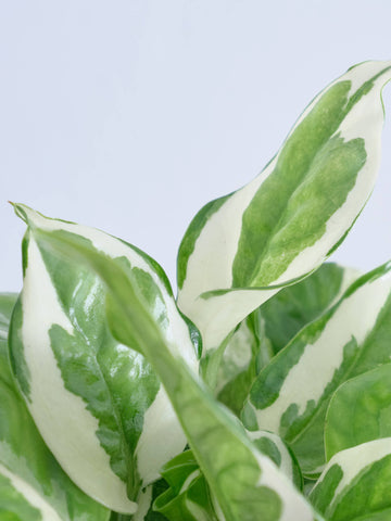 ポトスエンジョイ Table-M