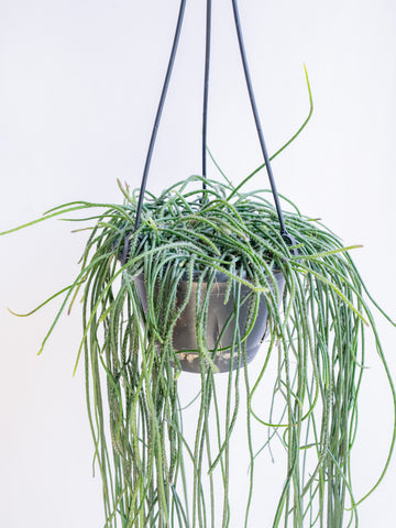 【一点もの】リプサリス・プニセオイディスカス  -ハンギング- #1