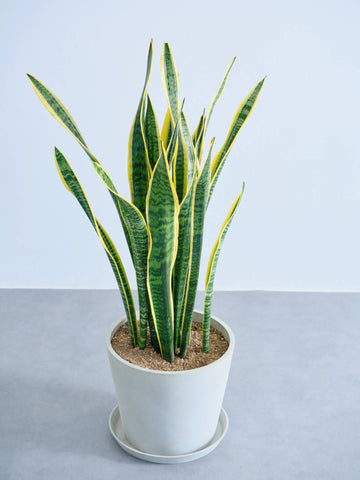 サンスベリア・ローレンチー L