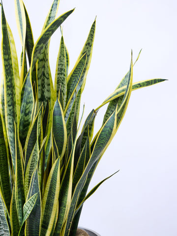 サンスベリア・ローレンチー XL