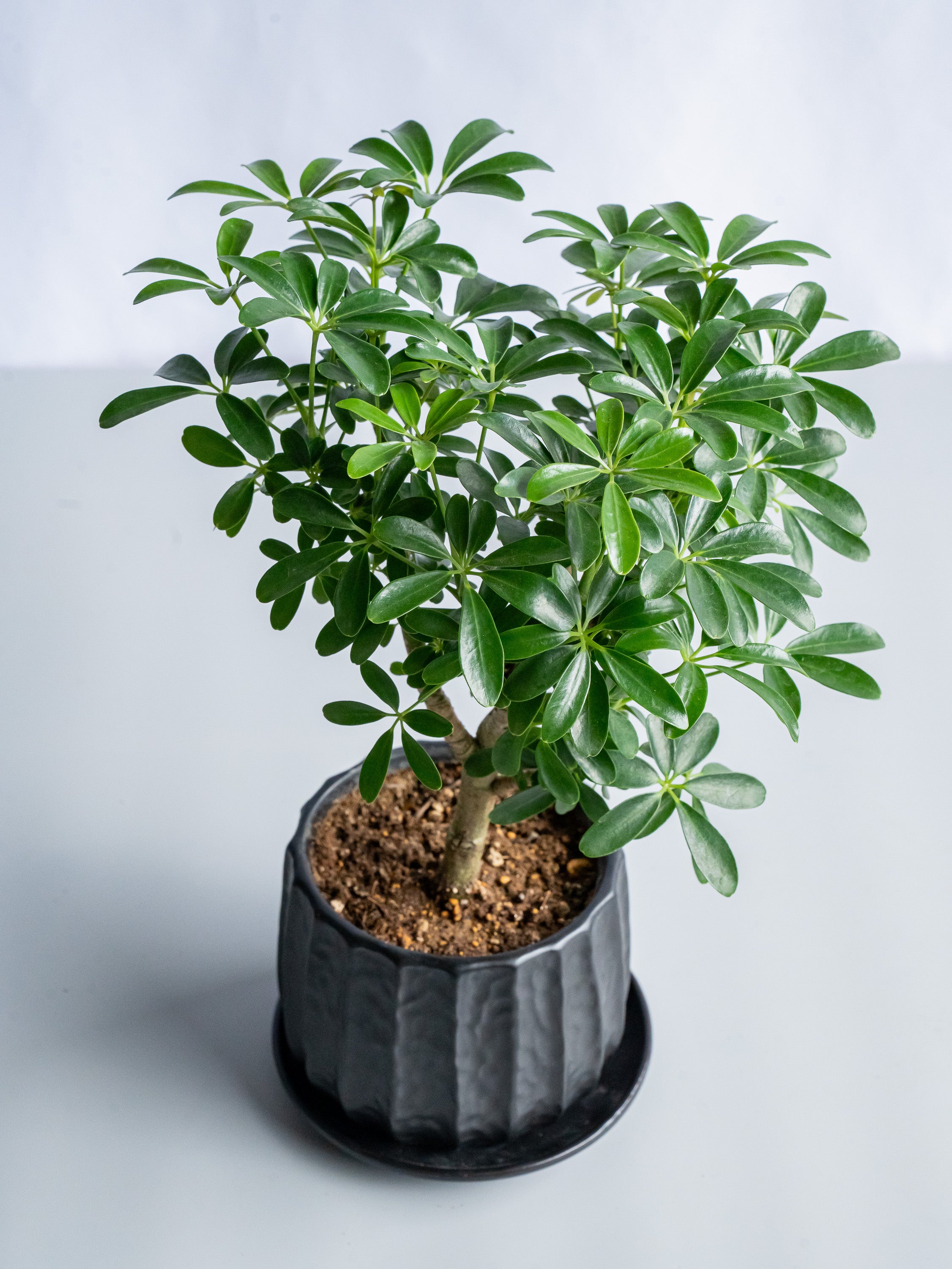 【一点もの】シェフレラ・コンパクタ Table-M #1