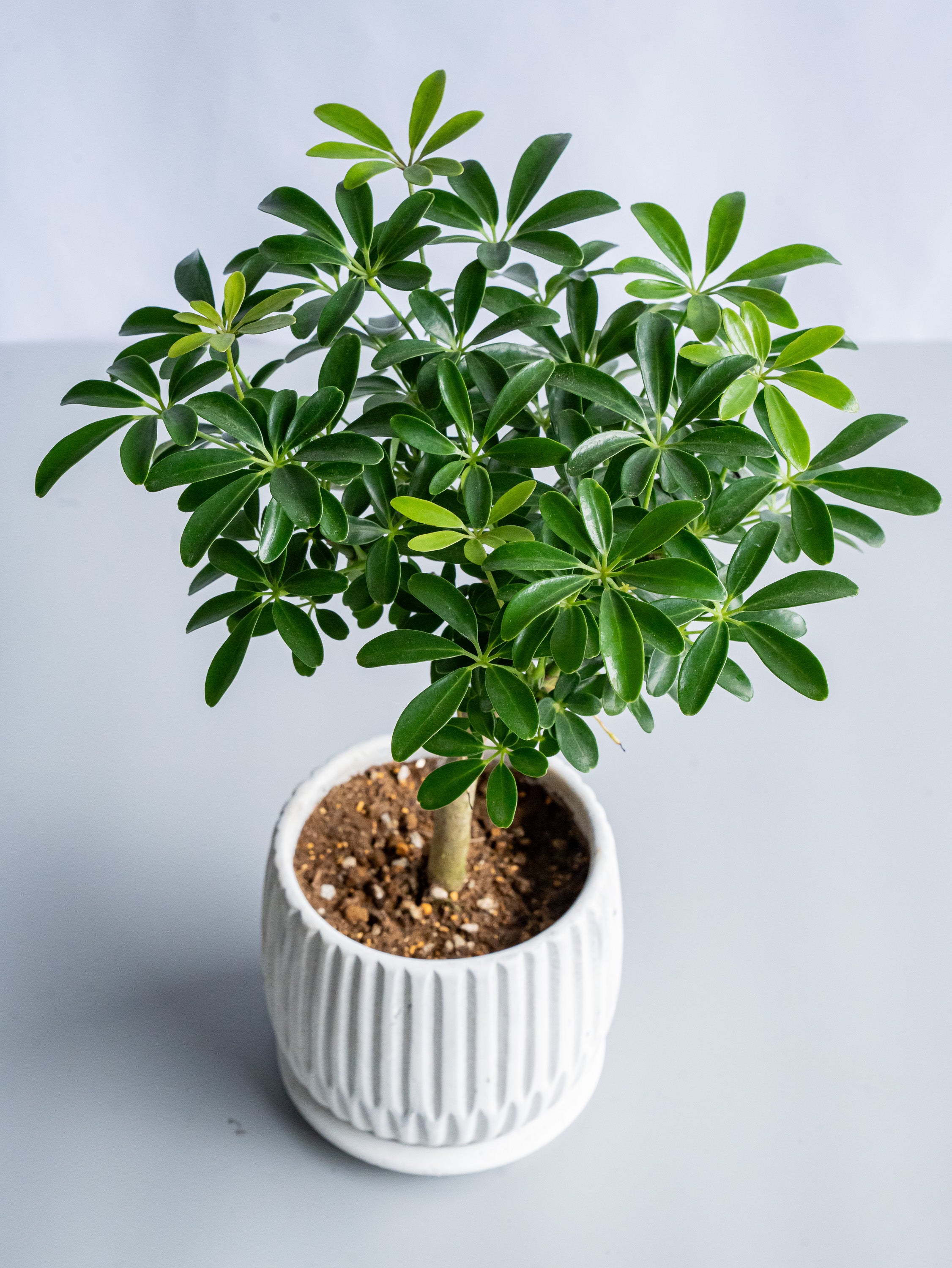 【一点もの】シェフレラ・コンパクタ Table-M #2