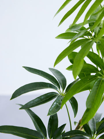 シェフレラ・アンガスティフォリア まがり M