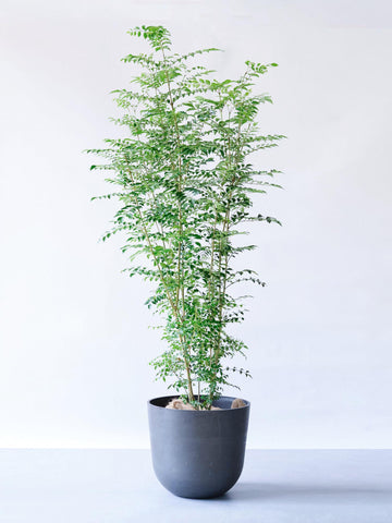 シマトネリコ XL 【首都圏限定】