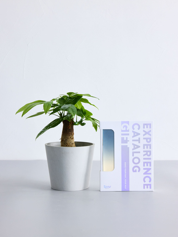 【SOW 体験ギフト】王道ギフトセット(パキラ Table-M)