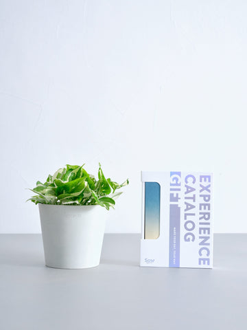 【SOW 体験ギフト】王道ギフトセット(ポトスエンジョイ Table-M)