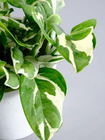 【SOW 体験ギフト】王道ギフトセット(ポトスエンジョイ Table-M)