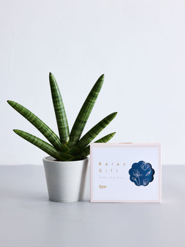 【SOW 体験ギフト】リラックスギフトセット(サンスベリア Table-S)