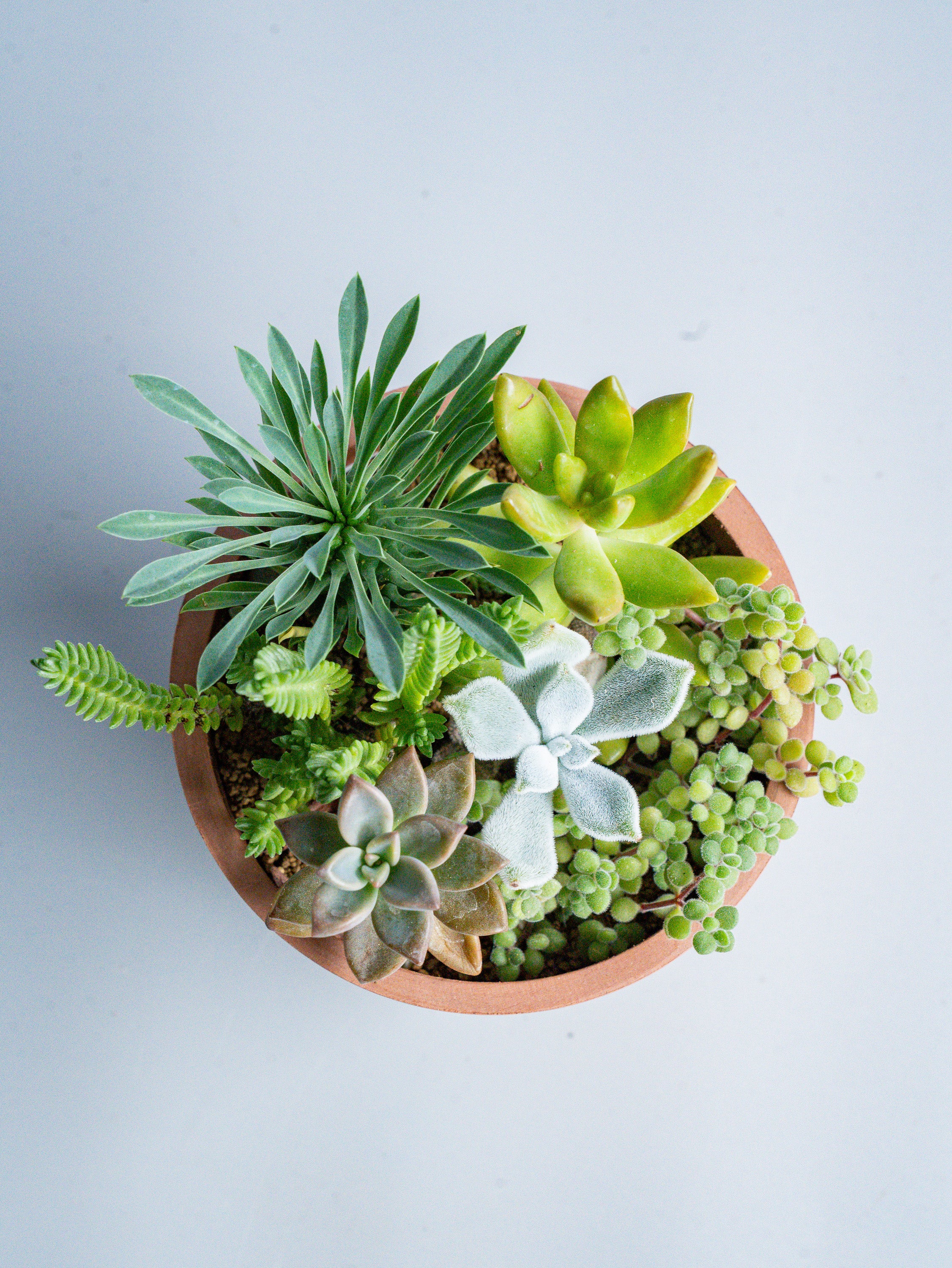 【一点もの】多肉植物の寄せ植え Table-S