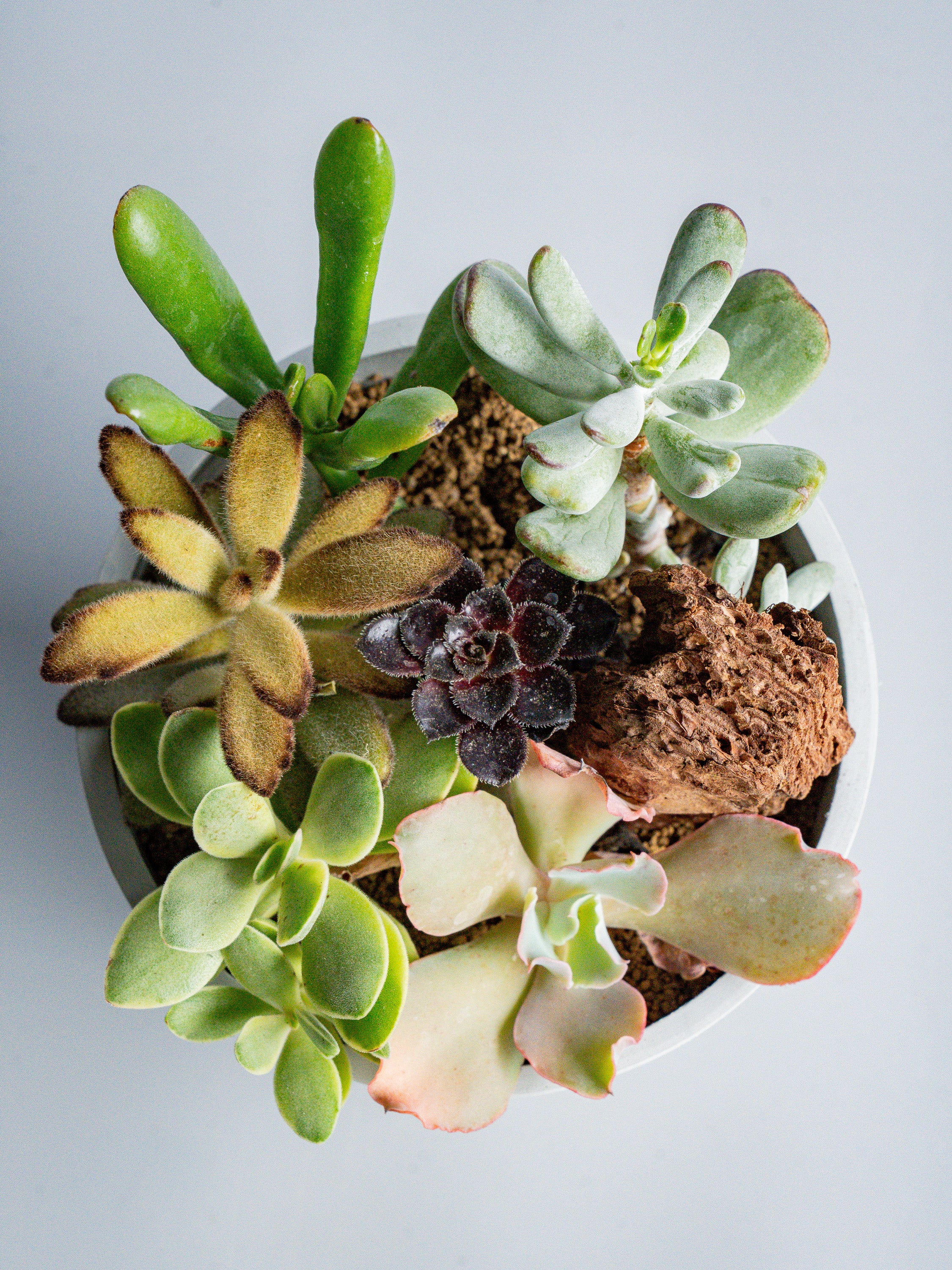 【一点もの】多肉植物の寄せ植え Table-M