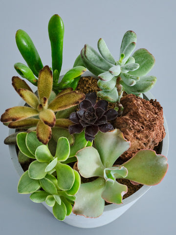 多肉植物の寄せ植え Table-M