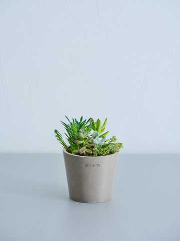 多肉植物の寄せ植え Table-S
