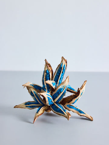 タビビトノキ ドライシード