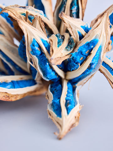 タビビトノキ ドライシード