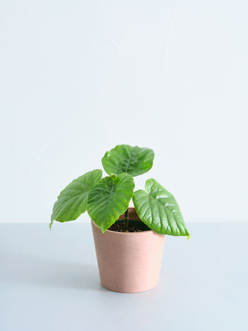 フィカス・ウンベラータ Table-M