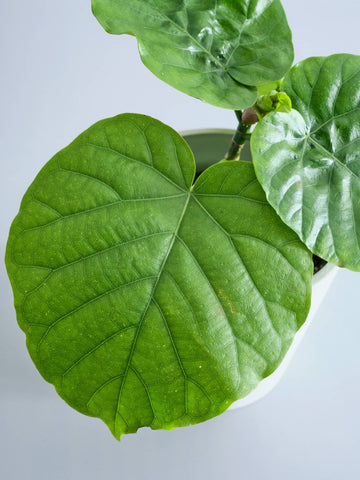 フィカス・ウンベラータ Table-M