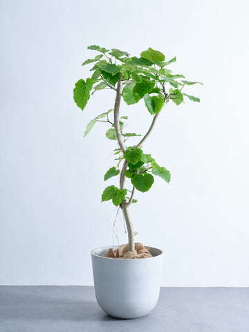 フィカス・ウンベラータ XL #2