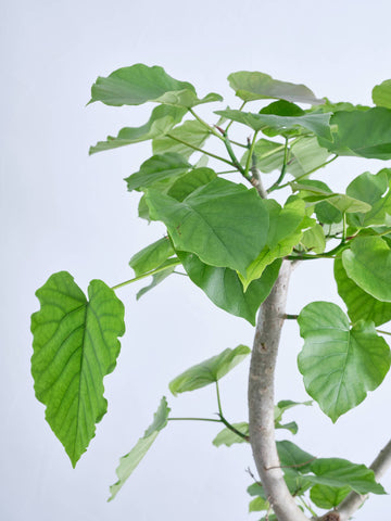 フィカス・ウンベラータ XL #2