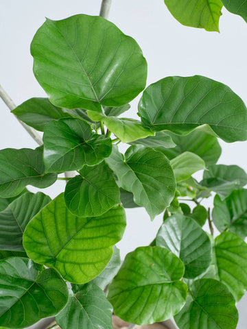 フィカス・ウンベラータ XL