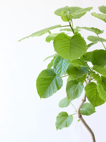 フィカス・ウンベラータ まがり L〈沖縄産〉