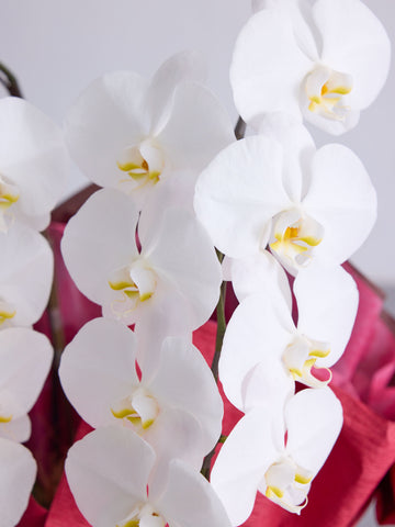 胡蝶蘭 2本立 16輪以上 -green-