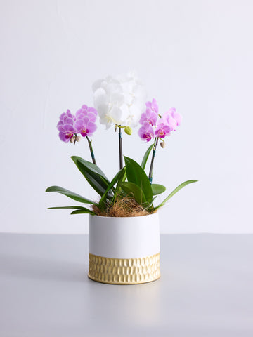 胡蝶蘭ミディ3本立 MIX