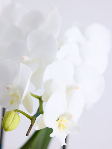 胡蝶蘭ミディ2本立 ホワイト