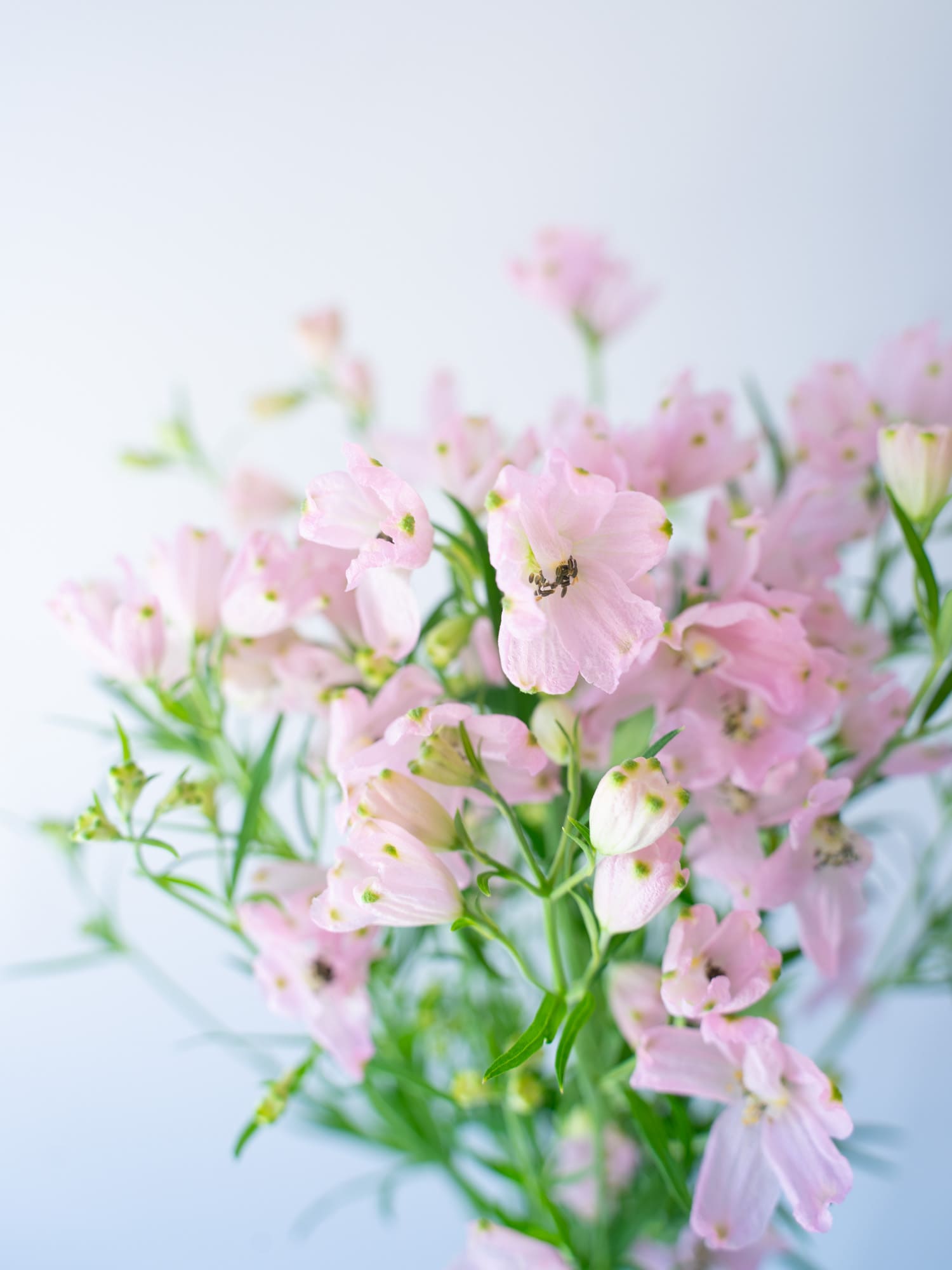 Weekend Flower - やわらかピンクのデルフィニウム -