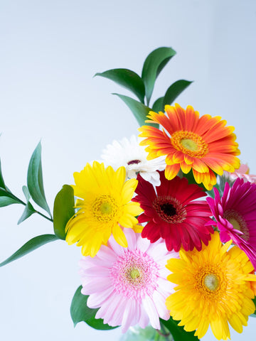 Weekend Flower - ポップな彩りのガーベラMix -