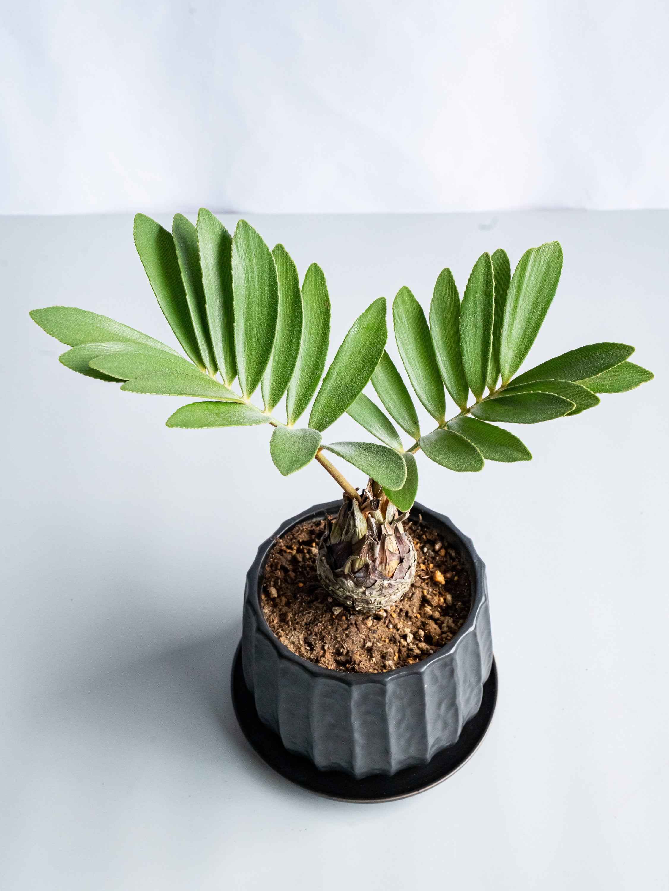 【一点もの】ザミア Table-L #4