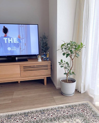 フランスゴムの木 まがり M