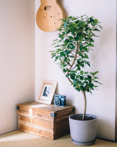 フランスゴムの木 まがり M