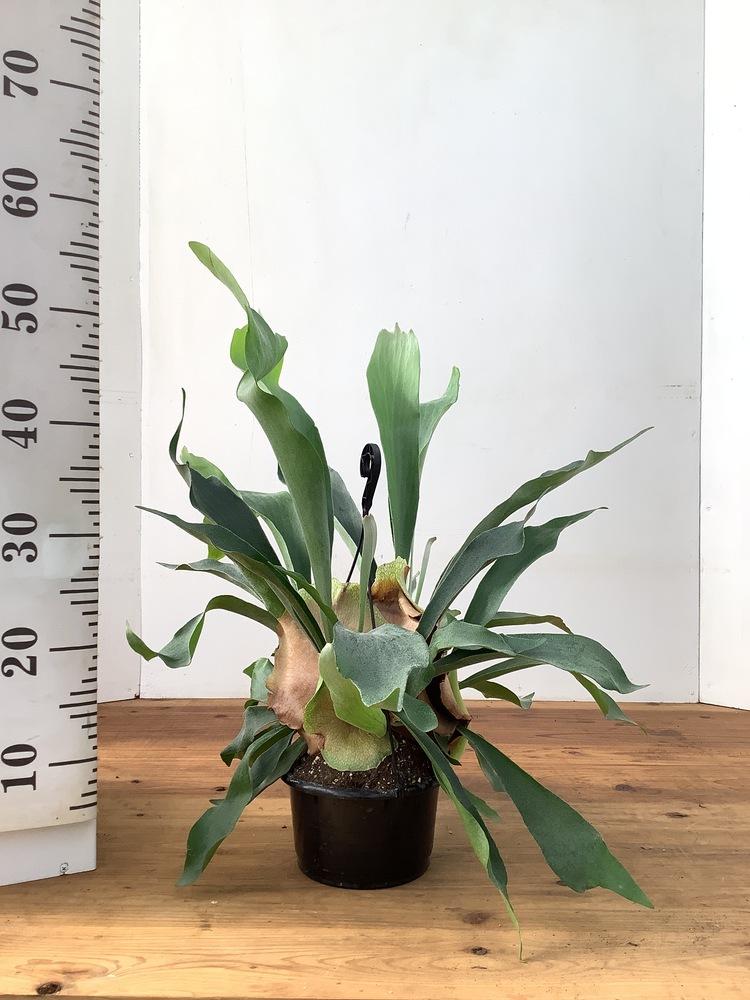 ビカクシダ・ネザーランド -ハンギング-