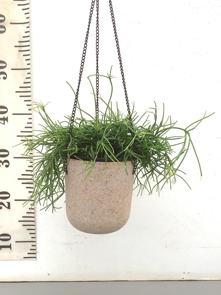 リプサリス・カスッサ -ハンギング-