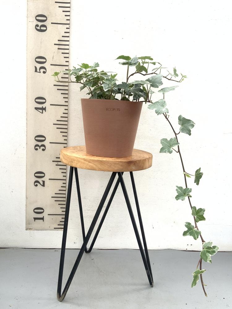 アイビー 斑入り(ヘデラ) Table-M