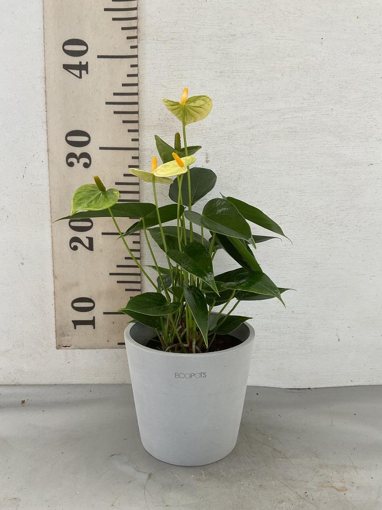 アンスリウム バニラ Table-M